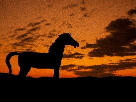 Black Hills Wild Horse Sanctuary