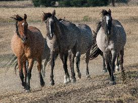 Black Hills Wild Horse Sanctuary