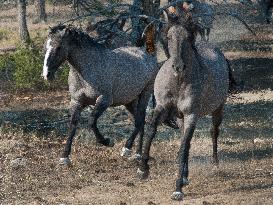 Black Hills Wild Horse Sanctuary