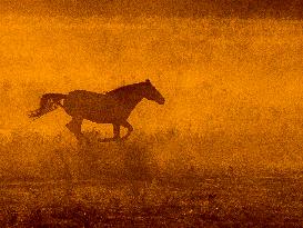 Black Hills Wild Horse Sanctuary