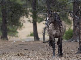 Black Hills Wild Horse Sanctuary