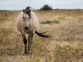 Black Hills Wild Horse Sanctuary