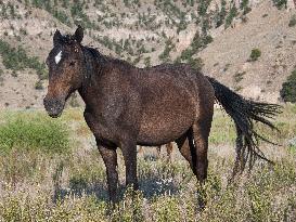 Black Hills Wild Horse Sanctuary