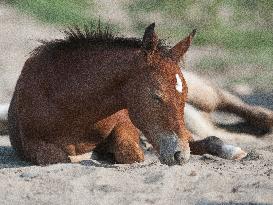 Black Hills Wild Horse Sanctuary