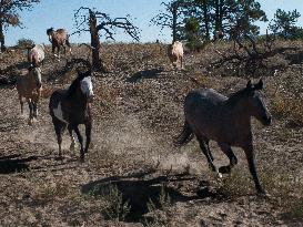 Black Hills Wild Horse Sanctuary