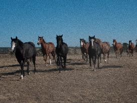 Black Hills Wild Horse Sanctuary