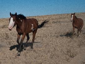 Black Hills Wild Horse Sanctuary