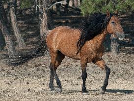 Black Hills Wild Horse Sanctuary