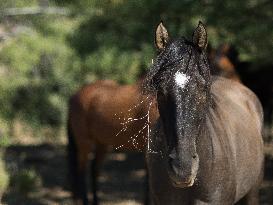 Black Hills Wild Horse Sanctuary