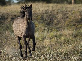 Black Hills Wild Horse Sanctuary