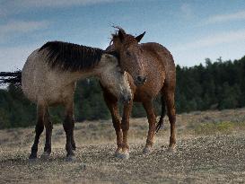 Black Hills Wild Horse Sanctuary