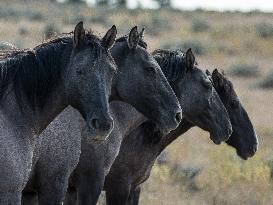 Black Hills Wild Horse Sanctuary