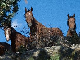 Black Hills Wild Horse Sanctuary