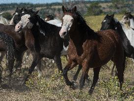 Black Hills Wild Horse Sanctuary