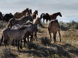 Black Hills Wild Horse Sanctuary