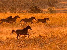 Black Hills Wild Horse Sanctuary