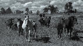 Black Hills Wild Horse Sanctuary