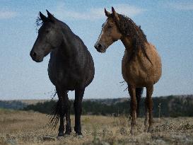 Black Hills Wild Horse Sanctuary