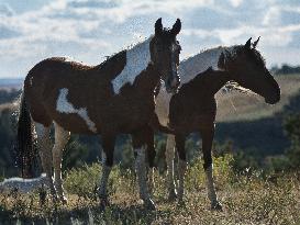 Black Hills Wild Horse Sanctuary