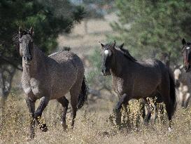 Black Hills Wild Horse Sanctuary