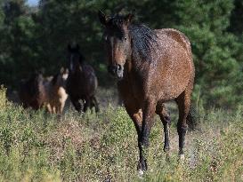 Black Hills Wild Horse Sanctuary