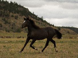 Black Hills Wild Horse Sanctuary