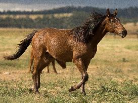 Black Hills Wild Horse Sanctuary