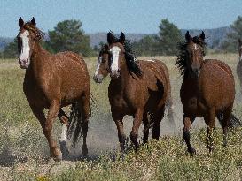 Black Hills Wild Horse Sanctuary