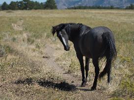 Black Hills Wild Horse Sanctuary