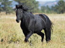 Black Hills Wild Horse Sanctuary