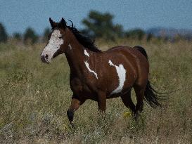 Black Hills Wild Horse Sanctuary