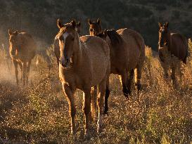 Black Hills Wild Horse Sanctuary