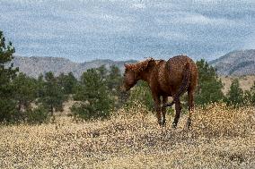 Black Hills Wild Horse Sanctuary