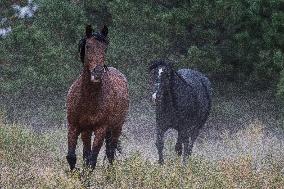 Black Hills Wild Horse Sanctuary