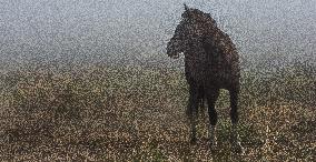 Black Hills Wild Horse Sanctuary