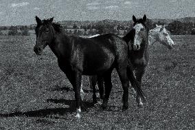 Black Hills Wild Horse Sanctuary