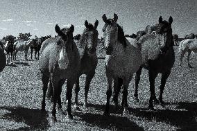 Black Hills Wild Horse Sanctuary