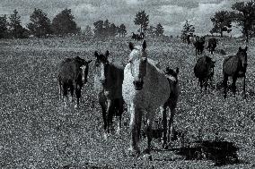 Black Hills Wild Horse Sanctuary