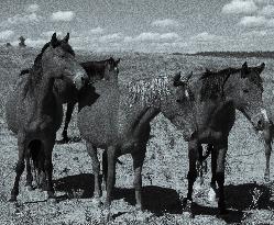 Black Hills Wild Horse Sanctuary