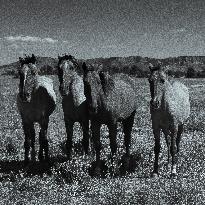 Black Hills Wild Horse Sanctuary