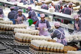 Golden Mushroom Production in Suqian