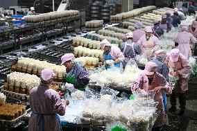 Golden Mushroom Production in Suqian