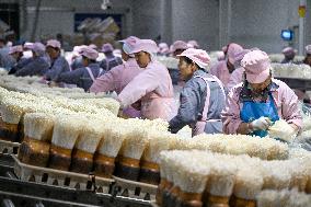 Golden Mushroom Production in Suqian