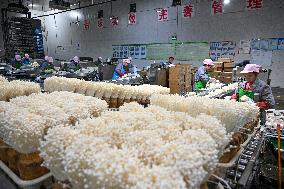 Golden Mushroom Production in Suqian