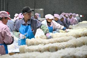 Golden Mushroom Production in Suqian