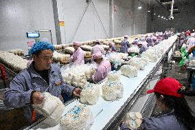 Golden Mushroom Production in Suqian