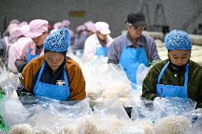 Golden Mushroom Production in Suqian