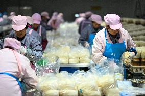 Golden Mushroom Production in Suqian