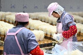 Golden Mushroom Production in Suqian