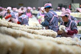 Golden Mushroom Production in Suqian